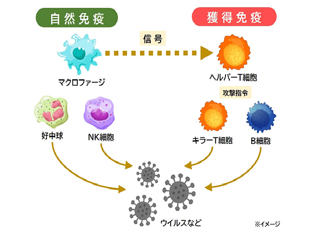 受動免疫